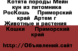 Котята породы Мейн кун из питомника “РосКошь“ - Приморский край, Артем г. Животные и растения » Кошки   . Приморский край